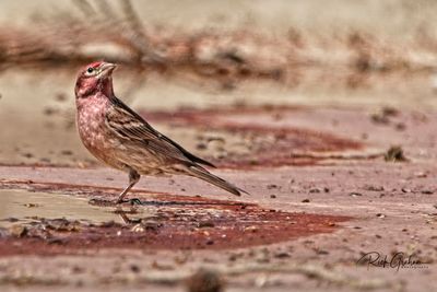 Close-up of bird perching on land