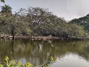 View of birds in lake