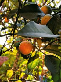 Close-up of fruits growing on tree