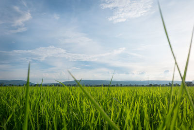 Scenic view of agricultural field against sky