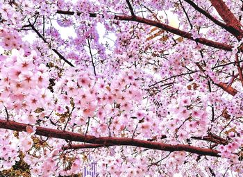 Low angle view of pink flowering tree