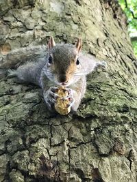 Close-up of squirrel eating food