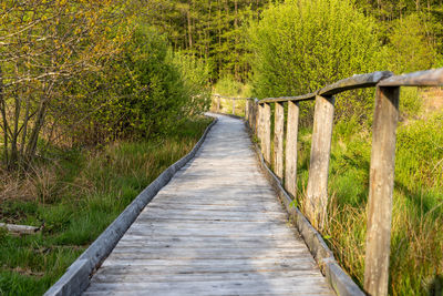 Hiking trail on wooden boardwalks through the todtenbruch moor in the raffelsbrand region 