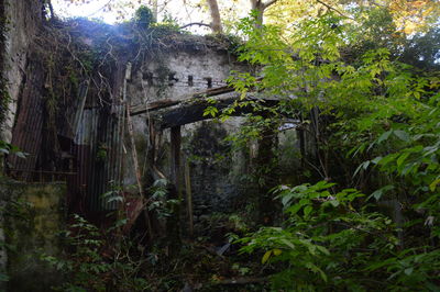 Plants growing in forest