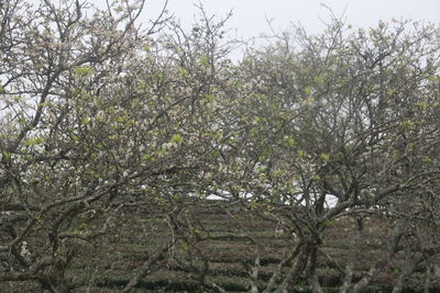 Plants growing on tree