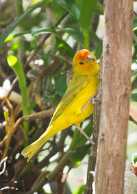 Close-up of parrot on tree trunk