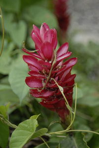 Close-up of red flower