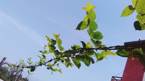 Low angle view of tree against sky