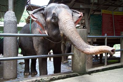 Horse in zoo