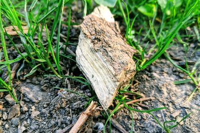 High angle view of lizard on field