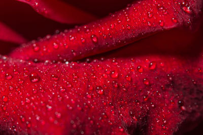 Full frame shot of wet red rose petals