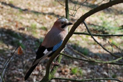 Bird perching on tree