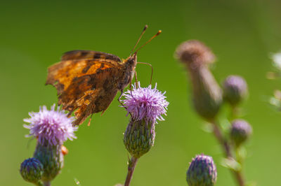 Close-up of butterfly pollinating on purple flower