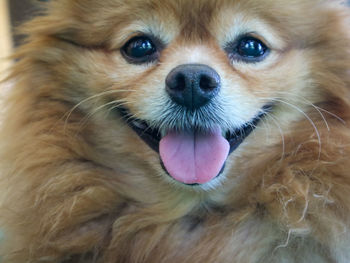 Close-up portrait of dog