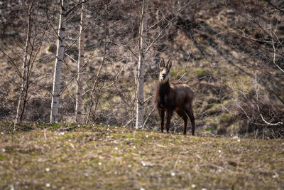 Horse in a forest