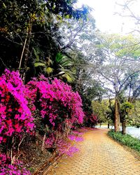 Flowering plants on footpath