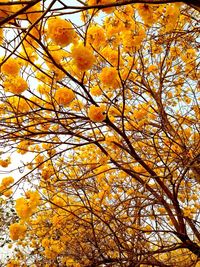 Low angle view of autumn trees