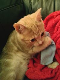 Close-up of cat relaxing on sofa