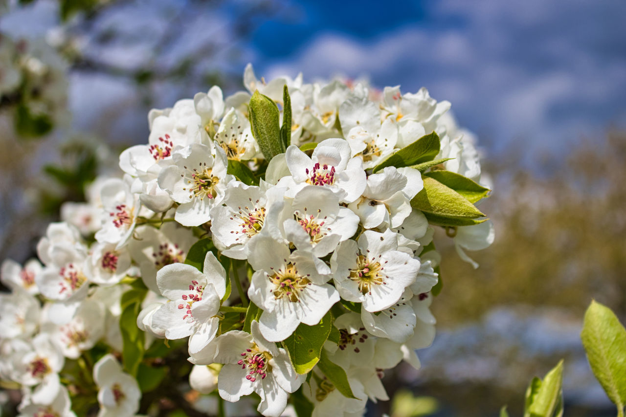 flowering plant, flower, vulnerability, plant, fragility, freshness, beauty in nature, growth, white color, close-up, petal, flower head, inflorescence, focus on foreground, nature, day, no people, blossom, pollen, springtime, cherry blossom, cherry tree, bunch of flowers