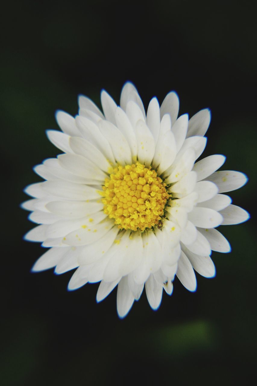 flower, petal, flower head, freshness, fragility, white color, close-up, studio shot, single flower, black background, beauty in nature, pollen, daisy, growth, nature, white, blooming, focus on foreground, selective focus, yellow