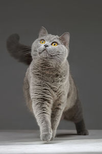 Portrait of cat sitting on floor
