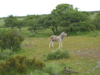 Giraffe standing on grassy field
