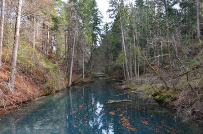 Scenic view of river in forest against sky