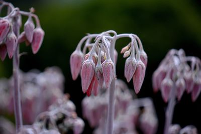 Close-up of pink flowers blooming outdoors