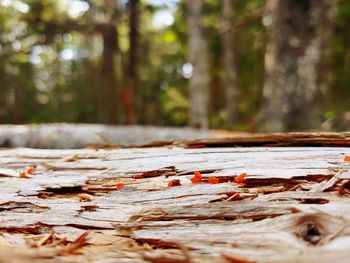 Surface level of wood against trees in forest