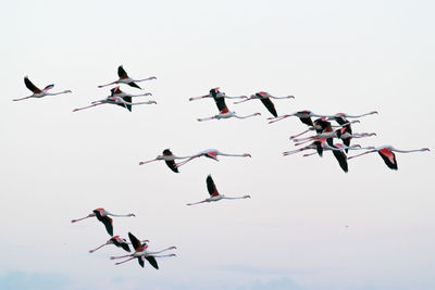 Low angle view of flamingos flying