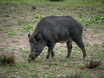 Horse walking in a field