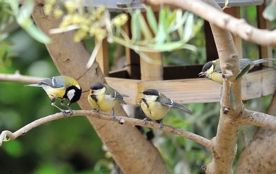 Close-up of bird perching on branch