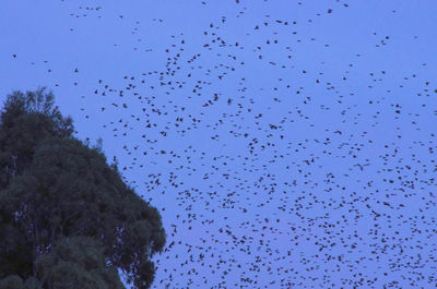 Low angle view of trees and birds against clear blue sky