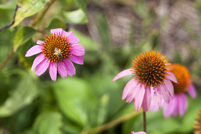 Close-up of pink flower