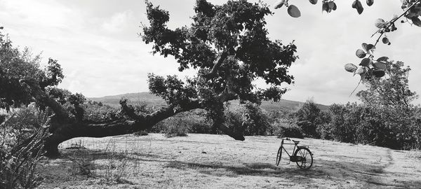 Trees on field against sky