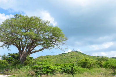 Scenic view of tree mountain against sky