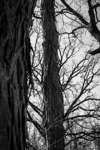 Low angle view of tree against sky