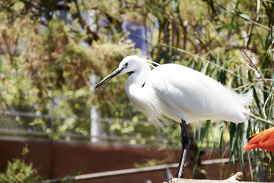 Great egret observing on top of a branch, white, black beak, green, sunny