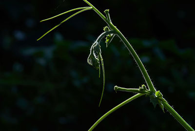 Close-up of insect on plant