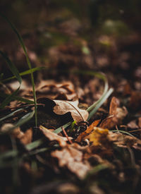 Close-up of dry leaves on field