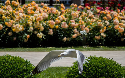 White bird flying over the lake