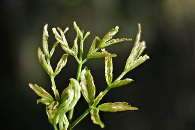 Organic plants. close up of aromatic herbs plant.