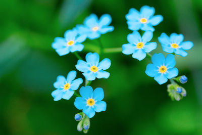 Close-up of blue flowering plants in park