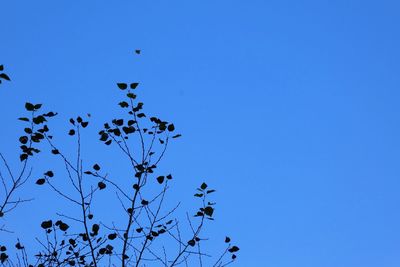 Low angle view of bird flying against clear blue sky