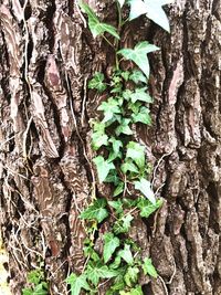 Close-up of tree trunk