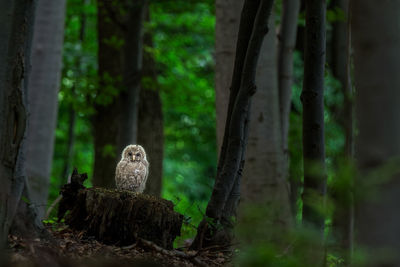 View of birds on tree trunk in forest