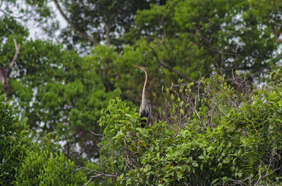 Low angle view of bird against plants