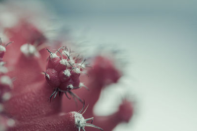 Close-up of red flowering plant