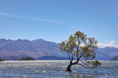Tree by sea against sky