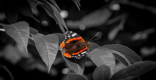 Close-up of ladybug on flower